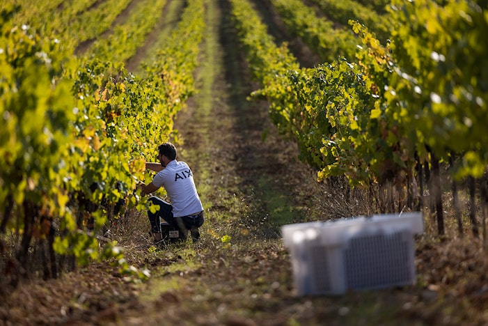 AIX Rosé Harvest 2021 Winery Maison Saint Aix Provence 1